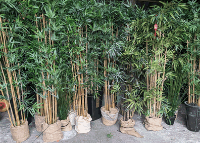 Bamboo Plant Hire